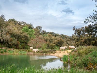 Horses drinking at a restored pond, water held in the landscape.